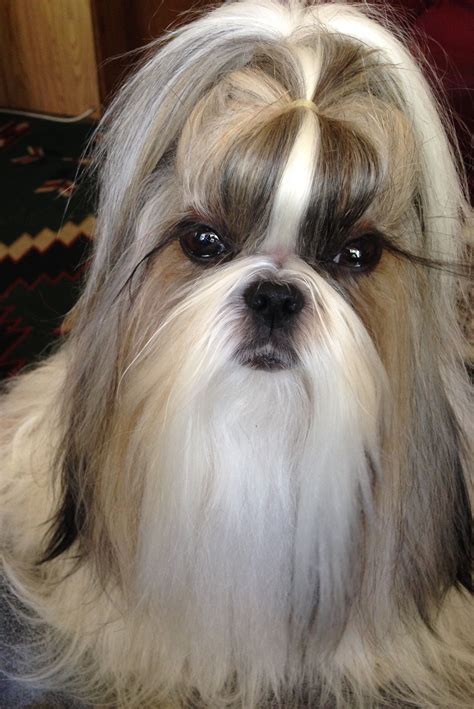 shih tzu hair.